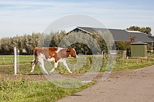 Walking young red and white calf, cow, breed of cattle MRIJ, the Netherlands, running out of a green meadow to the road.