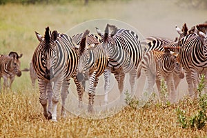 Walking Zebra
