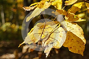 Walkingstick bug crawling on golden yellow autumn leaves