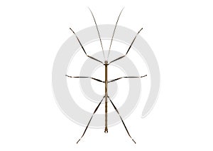 Walkingstick Vector Art isolated on White Background