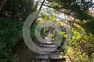 Walkpath and stone stairs in garden