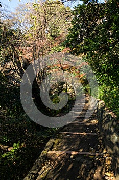 Walkpath and stone stairs in garden