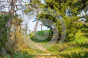 Walkpath in the trees