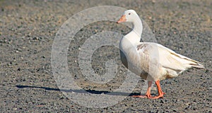 Walks like a duck-white duck