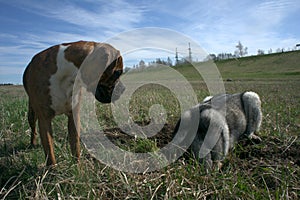 Walks outdoors with dogs. Nature. Animals. Wildlife.