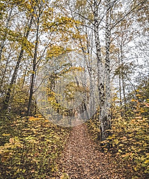 For walks, a path and a path in autumn from fallen leaves in an autumn birch grove and a yellowed forest