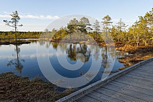 Walks through a swamps along a wooden trail among moss and pines. Nature reserve in Estonia.