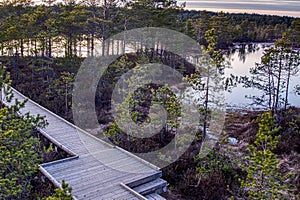 Walks through a swamps along a wooden trail among moss and pines. Nature reserve in Estonia.