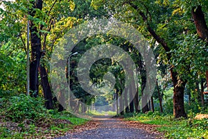 Walkway through the Acharya Jagadish Chandra Bose Indian Botanic Garden of Shibpur, Howrah near Kolkata