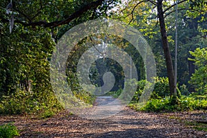 Walkway through the Acharya Jagadish Chandra Bose Indian Botanic Garden of Shibpur, Howrah near Kolkata