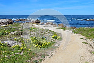 Walkway along the bluff overlooking Asilomar State beach in Pacific Grove, California photo