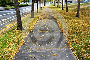 A paved walkway with fall color leaves on the ground