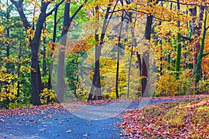 A walkway along deciduous trees in autumn.