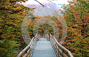 Walkway amongst beautiful fall foliage in Los Glaciares National Park, Santa Cruz Province, Patagonia, Argentina