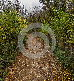 A walkway in the apple orchards of Kashmir.