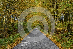 Walkway in autumn colorful park. Leaves cleared alley at yellow fall forest trees