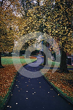 Walkway with autumnal trees and leaves on the ground in a village in Limerick, Ireland