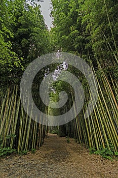 Walkway in a Bamboo Forest