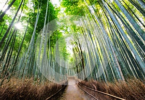 Walkway in bamboo forest shady with sunlight at Arashiyama