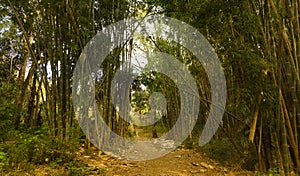 Walkway in bamboo rain forest