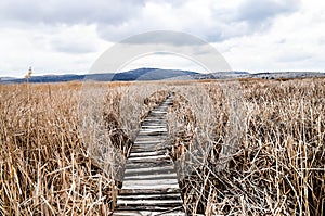 Walkway in bed of dry common reed in marsh in a wildlife reserve.