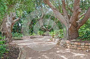 Walkway and bench in the Kirstenbosch National Botanical Garden