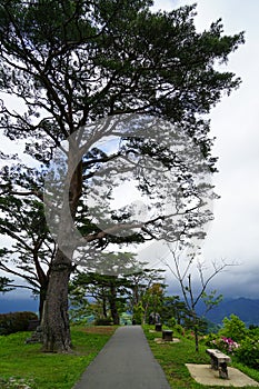 Walkway and benches in Japanese garden on mountaintop with pine