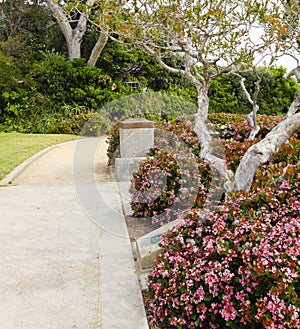 Walkway with blooming bushes along side. Laguna Beach trip