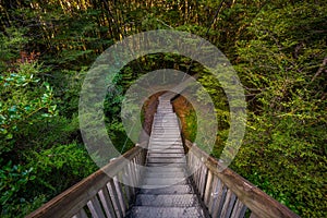 Walkway at Blue Pools Track, New Zealand