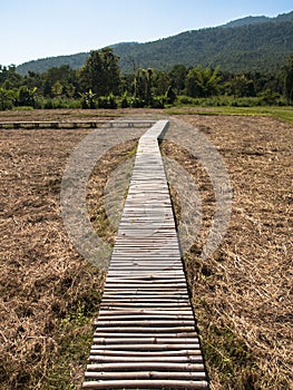 Walkway built with bamboo / Passages in the rice paddies