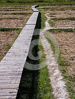 Walkway built with bamboo / Passages in the rice paddies