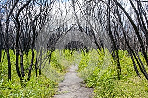 Walkway through burned bush with fresh green growth in Australia. photo