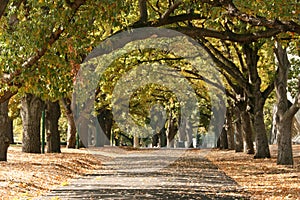 Walkway, Carlton Gardens, Melbourne, Australia