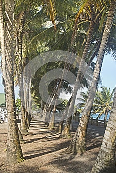 Walkway between coconut trees, Puerto Rico photo
