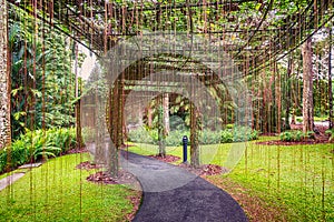 He walkway, curtain of roots in Singapore Botanic Gardens.