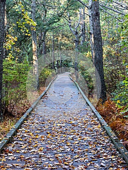 Walkway with Fallen Leaves into Maritime Forest Outer Banks NC