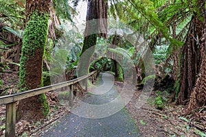 Walkway among ferns in rainforest towards Russell Falls, Tasmania