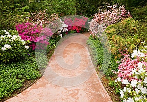 Walkway through flower garden