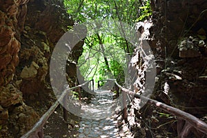 walkway in the forest