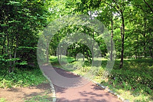 A walkway through forest