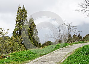 Walkway in forest