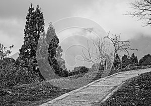 Walkway in forest