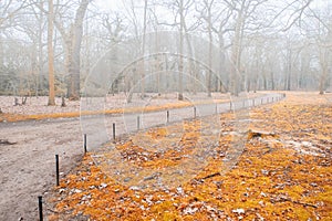 Walkway in forest disappearing in strong fog