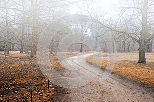 Walkway in forest disappearing in strong fog