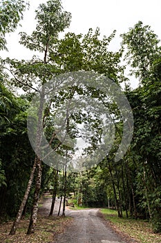 walkway between forest