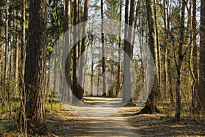 Walkway in forest. Taking a walk among pines in the national park of Gauja, Latvia