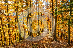 Walkway through the forest with trees in autumn colors