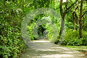 Walkway in the garden