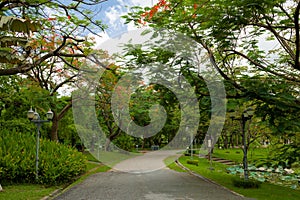 Walkway in the garden