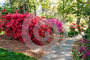 A walkway through a garden with colorful azaleas in bloom.
